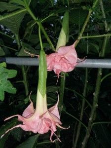 brugmansia fleming island rachel 10 rooted cutting search