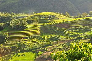300px Terraced_fields_Sa_Pa_Vietnam