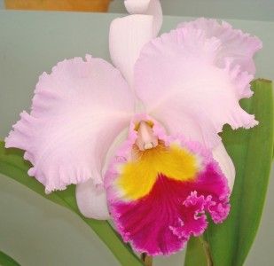 Orchids Cattleya Blc Pamela Finney 2 SPIKES BIG PLANT LAST