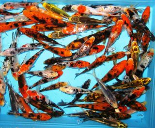 15 Lot Assorted 6 8 Standard Fin Live Koi Fish
