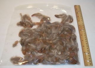 Lot Fishing Fly Tying Materials Brown Feathers Crafts