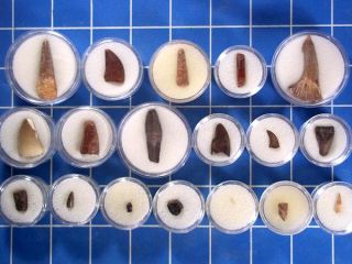 NICE 18 DINOSAUR TOOTH COLLECTION (TRIASSIC & CRETACEOUS) #52