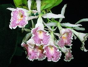 Very Fragrant Trichopilia Suavis Orchid Species