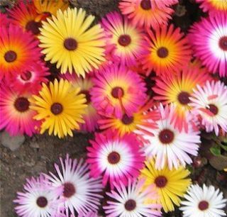 Ice Plant Flower Seeds 25 Fresh Seeds Mix Colors 