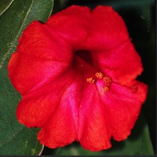 Beautiful Flowers Mirabilis 4 O Clocks Red Seeds
