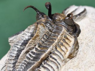 rare spiny forked walliserops hammi trilobite fossil age devonian