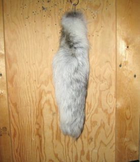 Light Golden Island Fox Tail with Chain Professionally Tanned Large 16