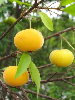Uvaia RARE Ornamental Brazilian Fruit Tree Uvalha Eugenia Pyriformis 5
