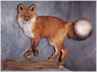 Beautiful Alaskan Red Fox Taxidermy Mount Wildlife Art