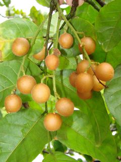  Lansium Chinese Chicken Hearts Fruit Tree Live Plant Seedling