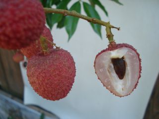 In some areas lychees tend to be alternate bearers. Fruit splitting is