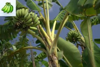 Kandarian Banana Plant Fruit Tree African Giant