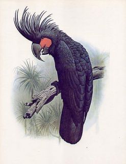 William T Cooper natural history bird print parrot PALM COCKATOO
