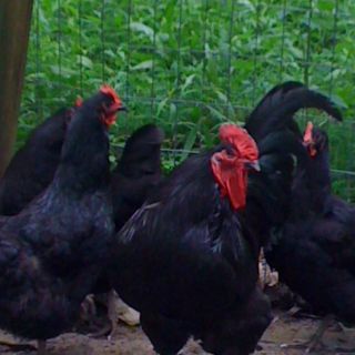  8 Black Australorp Hatching Eggs