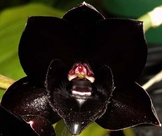 FDK After Dark SVO Black Pearl FCC AOS Catasetum Orchid