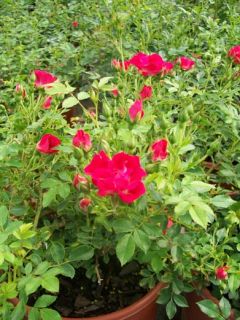  Rose 2 Gal. Live Bush Plants Shrubs Plant Groundcover Roses Garden Now