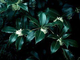 Osmanthus Fortunei Fruitlandii Evergreen Shrub 1 Plant