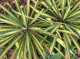 Yucca Filamentosa Variegated Adams Needle Yucca Seeds