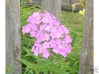 Phlox Paniculata Franz Schubert Pink 3 Plant