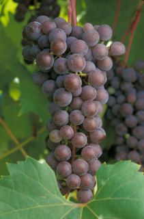Frontenac Gris Wine Grapes Hardy Hybrid Vine Cuttings