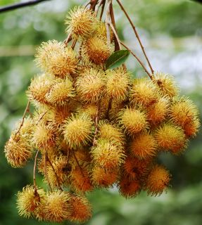 One of the most exotic looking fruits and closely related to the
