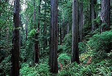 The heavy forest of Redwood National Park was used to film the