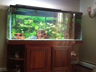 220 G Glass Fish Tank with Custom Cabinet