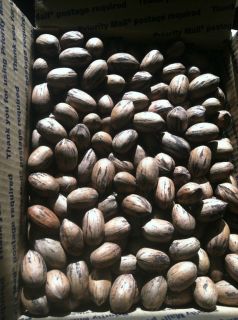 50lbs 2012 Fresh Crop Organic Alabama Pecans in Shell No Pesticides