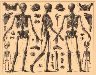 HERE IS A BEAUTIFUL REPRODUCTION PRINT OF VINTAGE FULL SKELETAL