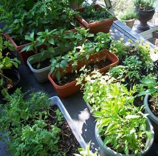  Container Garden Kitchen Survival Seed Set Herb Vegetable Kit