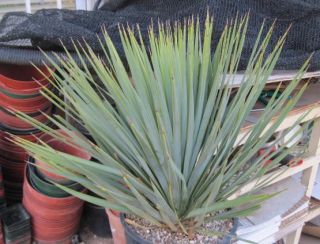 Yucca Rostrata Soft Flexible Blue Leaves Cold Hardy
