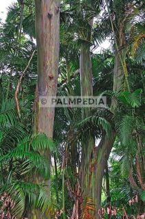 Visit Palmpedia for more great photos and gardening resources