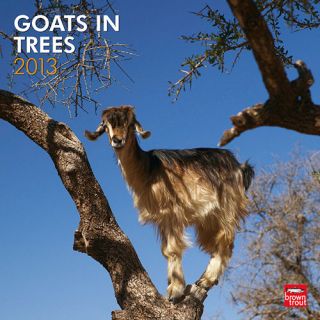 Goats in Trees 2013 Wall Calendar