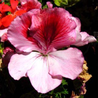 GERANIUM Plant Cuttings★regal Martha Washington Pink Pansy