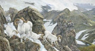 Art of Hunting The High Life Dall Sheep by Ron Van Gilder