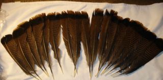 17 Eastern Wild Turkey Fan Feathers L