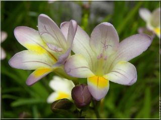Freesia Alba Perennial Annual Very Scented Fragrant 60 to 80 Seeds
