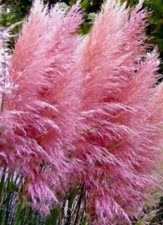 50 Ornamental Perennial Grass Seed Pampas Grass Pink Tall Feathery