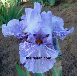 GNU Blues Tall Bearded Iris Fragrant White Splashed Blu