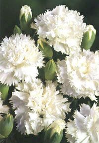 Clavel Gigante Blanco Dianthus C 25 Semillas Seeds