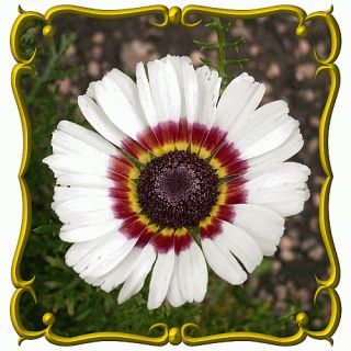 Painted Daisy Jumbo Wildflower Seed Packet 2000