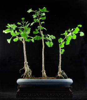 Ginkgo Biloba Maidenhair Tree Bonsai Specimen 4043