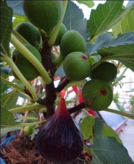 The Wuhan Fruit Fig Cuttings Grow Your Own Plant