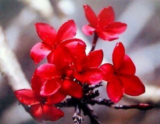 Hawaiian Red Plumeria Plant Cutting Grow Hawaii