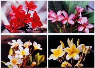 Hawaiian Plumeria Plant cuttings Mixed Colors Grow Hawaii