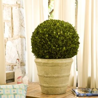 Napa Home & Garden Preserved Boxwoods Preserved Greens Ball on Pot