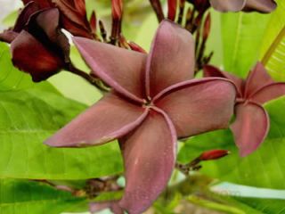 Plumeria with Rooted Super Black Very RARE Beauty