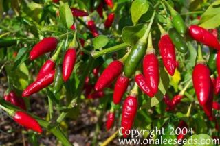 100 Hot Ornamental Edible Florida Grove Pepper Seeds