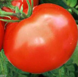 Thessaloniki Heirloom Tomato Open Pollinated Vegetable 75 Seeds + Free