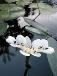 water hawthorne is the first pond flower to emerge in the springtime